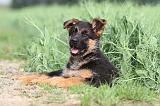 BERGER ALLEMAND 753